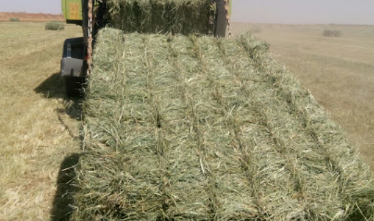 United Arab Emirates, Saudi-Arabia, Qatar to import grass from Nigeria